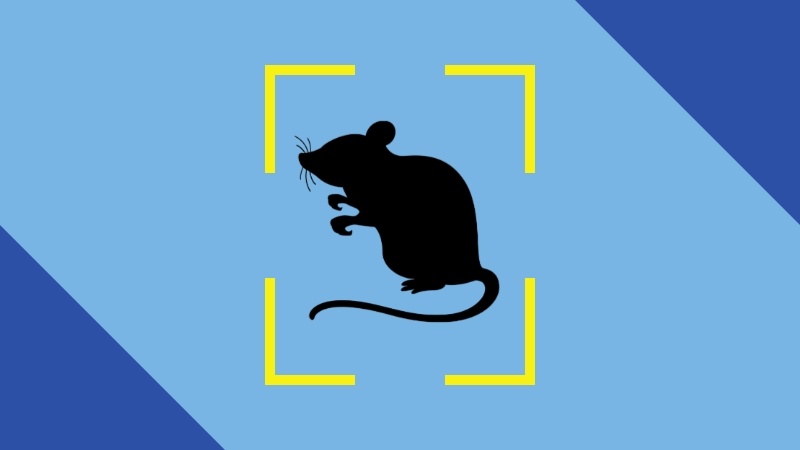 Rodents Detection